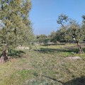 Furto di olive nelle campagne di Andria, in contrada Lama di Carro