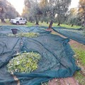 Andria: Guardie Campestri appiedate evitano il furto di un ingente quantitativo di olive