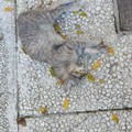 Cadavere di un gatto rinvenuto in zona Lamapaola