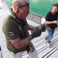 I Volontari Federiciani salvano un gheppio ferito