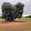 Crolla la produzione di olio d'oliva pugliese mentre crescono i costi e diminuiscono i ricavi
