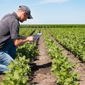 Servizio Civile Universale ambientale: al via anche per il settore agricolo