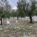 Grandine sulla Puglia, Sicolo (CIA Puglia): “Un disastro, c’è chi ha perso tutto”