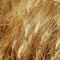 Cia Puglia: “Uniti in difesa del grano italiano. I numeri di una filiera sotto attacco "