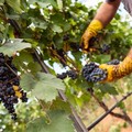 Vendemmia 2023: incertezza e confusione regnano sui prezzi delle uve