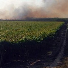 Oltre tre ettari di bosco bruciato nel Parco dell'Ofanto alla vigilia di Ferragosto
