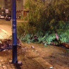 Auto contro albero in via Aldo Moro: feriti lievi ma tanta paura