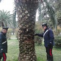 Nascondeva droga nel tronco di una palma; in manette pluripregiudicato