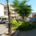 Cadono alberi e rami per il forte vento di maestrale