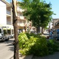 Potatura alberi: divieti al traffico su Via Bruno Buozzi dal 12 al 15 e dal 19 al 22 marzo