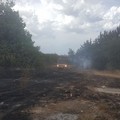 Racket o atto vandalico: incendio manda in fumo una decina di ettari di uliveto ad Andria