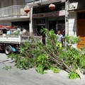 Rimozione albero pericolante in via Montegrappa: chiusa per un'ora la strada