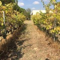 Vendemmia in Puglia, Coldiretti: +15% di vino rispetto al 2017