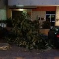 Albero cade per strada su via Bari, pericolo scampato per auto e passanti