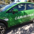 Si intensifica l'azione dei Carabinieri Forestali sulla raccolta funghi in ambito Parco