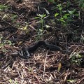 Spunta un serpente tra l'erba della scuola  "Salvemini ": intervento dei VV. F. e della Polizia Municipale