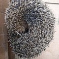 Un riccio di terra recuperato in una grondaia di via Mons. Papa