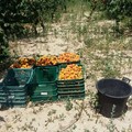 Sventato furto di frutta in contrada Petrone: i ladri fuggono all'arrivo delle Guardie Campestri