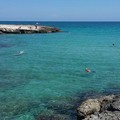 Continua l'allarme alga tossica sulle coste di Bari e provincia. Livelli alti da Molfetta a Monopoli