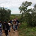 "Camminata tra gli Olivi ": conferenza stampa questo pomeriggio