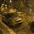 Alberi a terra in via Canal, pronto intervento della Polizia Locale e dell'AndriaMultiservice