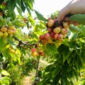 Gravi danni a frutta ed ortaggi per il maltempo persistente