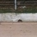 Topo avvistato a passeggio nella villa comunale di Andria