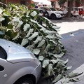 Caduta accidentale grosso ramo di albero in via Bari