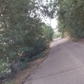 Via vecchia Spinazzola: mancata potatura degli alberi in contrada San Leonardo