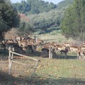 Daini in eccesso, furti e il degrado che avanza: le spine dell'azienda agricola Papparicotta