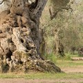 Il giovane regista Stefano Petroni debutta con il film-documentario “Memoria Nueva-Heartwood”