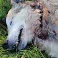 Ancora nessuna risposta da parte delle istituzioni sull’uccisione del cane “Nonno Dolce”