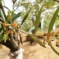 Gran caldo: preoccupano le previsioni della prossima campagna di raccolta delle olive