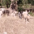 Cani bisognosi di cure in via Corato: la segnalazione del Forum Animalista Andria