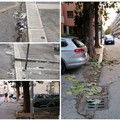 Ad Andria sporcizia in via Attimonelli e alberi non potati in via Bari