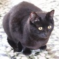 La gattina Siria cerca casa: l’appello dell’associazione andriese “Adottami col cuore – odv”