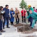 Nuovi alberi vicino al Cimitero, iniziativa a cura dell'Andria Multiservice