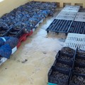 Grosso sequestro di prodotto ittico nella Bat