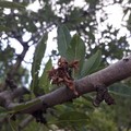 Il maltempo e le gelate causano danni agli alberi da frutto ed ai vigneti