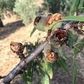 Invasione dei pappagalli verdi nelle campagne pugliesi: a rischio mandorle e frutta in campagna