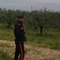 Mezzi rubati fuori regione scoperti dai Carabinieri