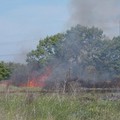 Boschetto San Nicola in fiamme: intervenuti i Federiciani