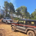 Vasto incendio sulla Murgia tra Minervino Murge ed Andria: decine di ettari di pineta e seminativo in fumo