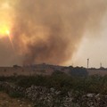 Incendi in Puglia: 15 anni per ricostruire i boschi distrutti. Il 60% dei roghi è volontario