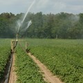 Irrigazione a 100 euro l'ora: gli agricoltori dell'agro federiciano si mobilitano