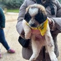 Sant'Antonio: Coldiretti Puglia, cresce amore per animali da affezione; nella regione sono 731mila