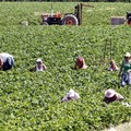 Politica agricola comune, la Regione istituisce il tavolo regionale del partenariato