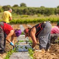 Flai Cgil Puglia:  "Bene il divieto di lavoro nelle ore più calde, ma serve sistema stabile di tutele "