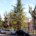 Interventi sulle querce in piazza Umberto I°