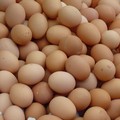 Anche in un allevamento di Bisceglie sequestrate uova positive al Fipronil